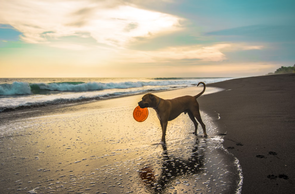 Tips for Vacationing Safely with Your Dog